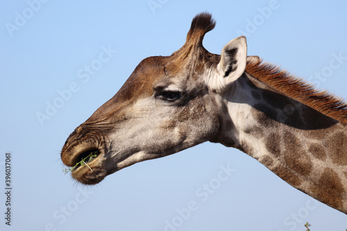 Photography Giraffe / Giraffe / Giraffa Camelopardalis