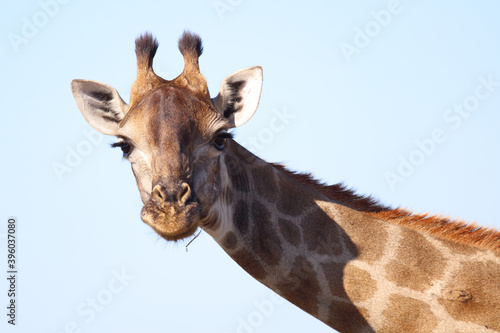 Canvas Print Giraffe / Giraffe / Giraffa Camelopardalis