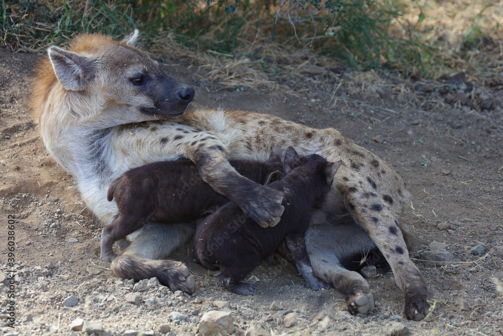 Tüpfelhyäne / Spotted Hyaena / Crocuta crocuta. Tüpfelhyäne / Spotted Hyaena / Crocuta crocuta.