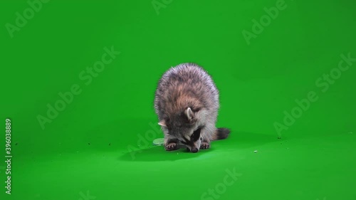 funny raccoon eating an Apple