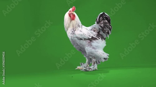 big handsome motley cock walks