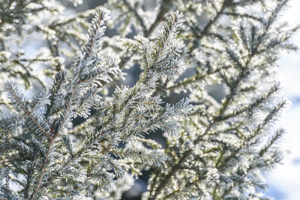 spruce frost snow branches background pattern