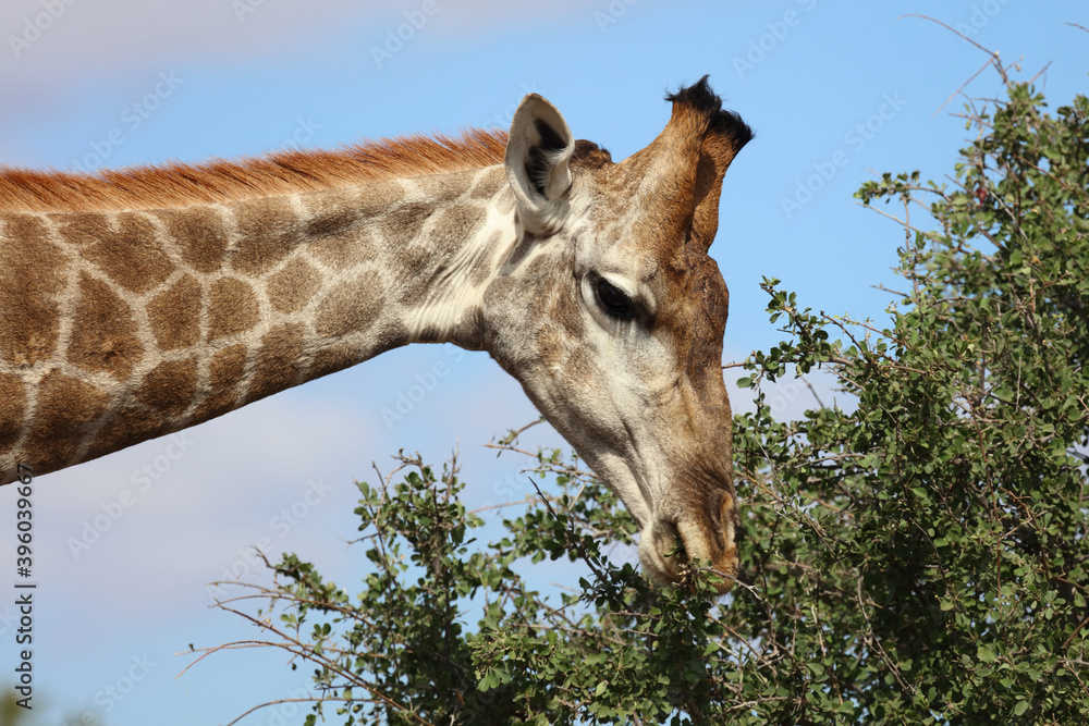 Φωτογραφία Giraffe / Giraffe / Giraffa Camelopardalis