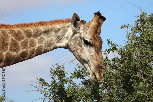 Canvas Print Giraffe / Giraffe / Giraffa Camelopardalis