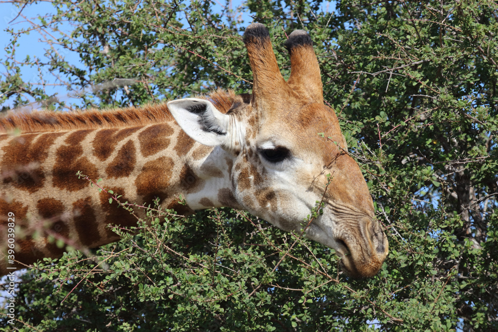 Fotografie Giraffe / Giraffe / Giraffa Camelopardalis