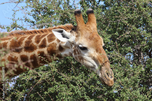 Photography Giraffe / Giraffe / Giraffa Camelopardalis