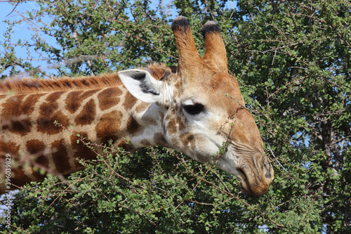Photography Giraffe / Giraffe / Giraffa Camelopardalis