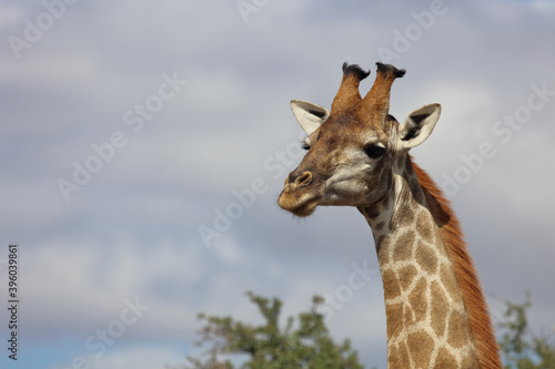 Canvas Print Giraffe / Giraffe / Giraffa Camelopardalis