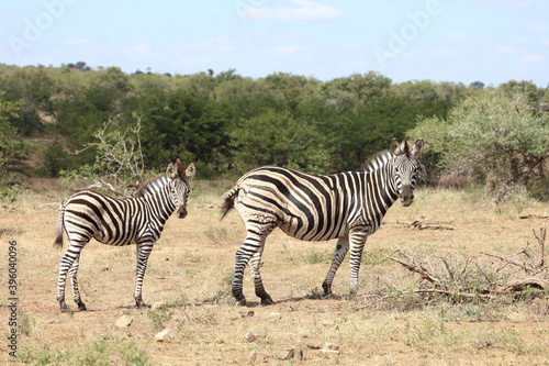 Steppenzebra / Burchell's Zebra / Equus burchellii...