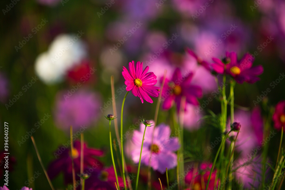 pink Cosmos flowers in the garden

