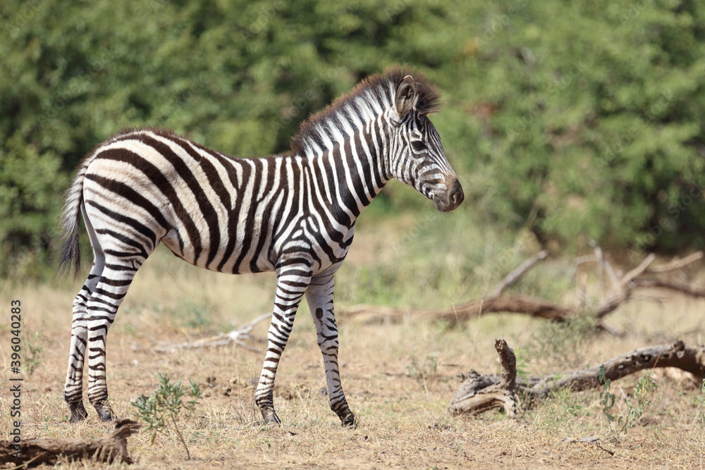 Steppenzebra / Burchell's Zebra / Equus burchellii... Steppenzebra / Burchell's Zebra / Equus burchellii...