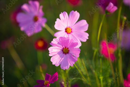 pink Cosmos flowers in the garden  