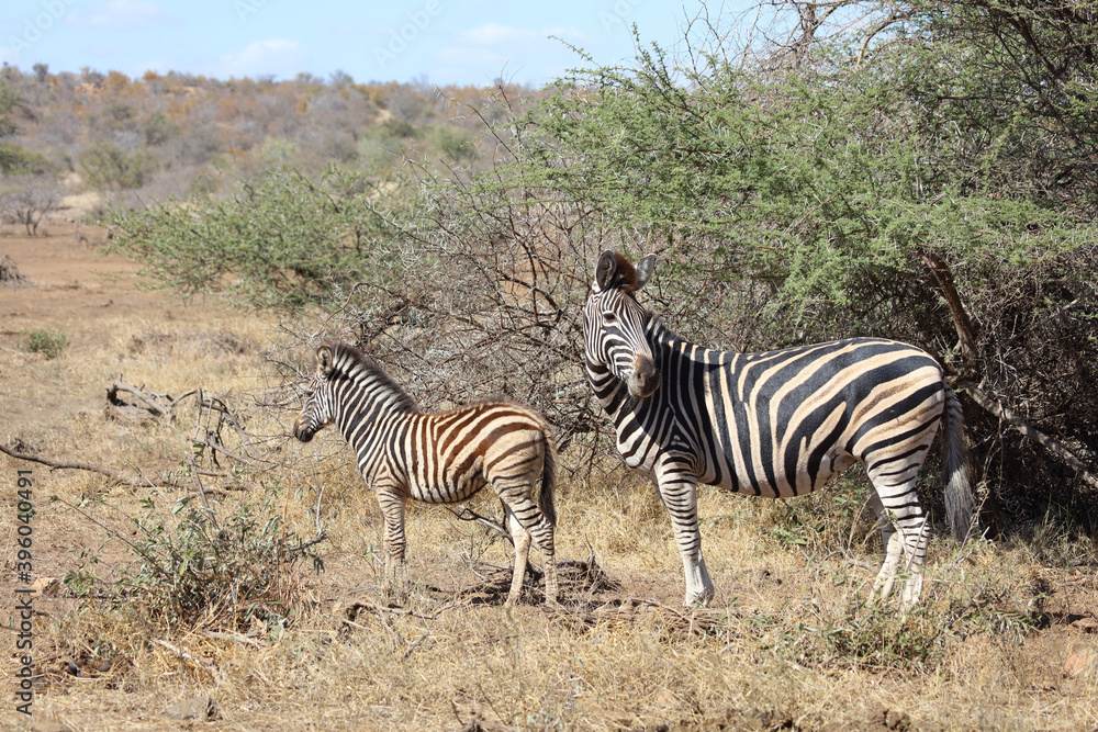 Obraz premium Steppenzebra / Burchell's Zebra / Equus burchellii...