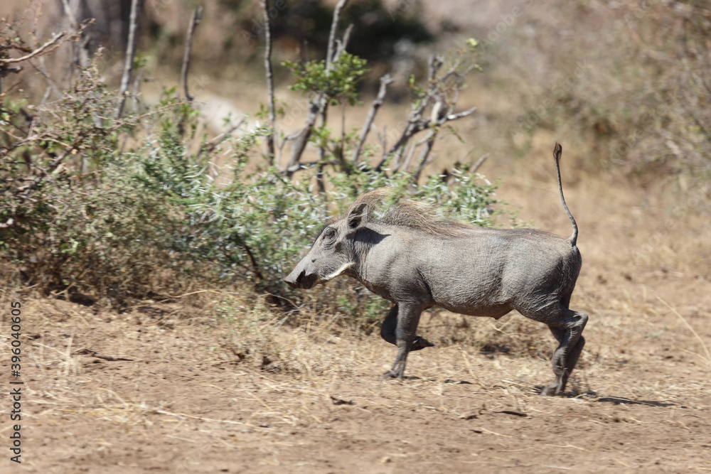 Warzenschwein / Warthog / Phacochoerus africanus. Warzenschwein / Warthog / Phacochoerus africanus.
