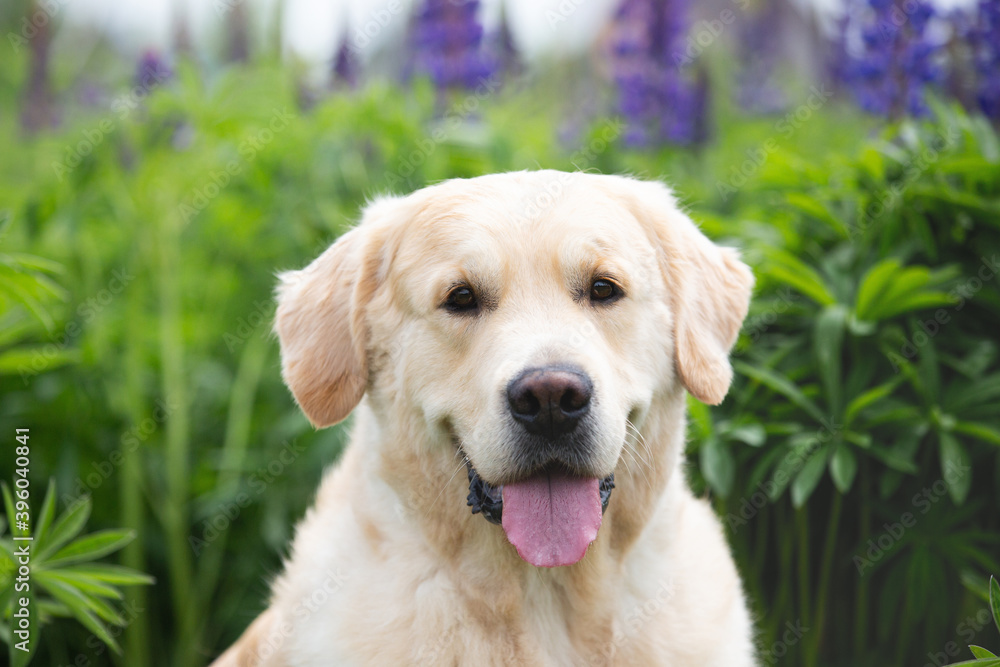 Cute golden retriever dog in the green grass and flowers background.