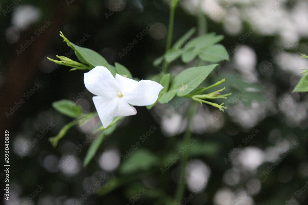 white flowers of a tree white flowers of a tree