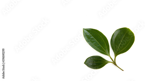 Cinnamon branch green leaves isolated on a white background.\  © wasanajai