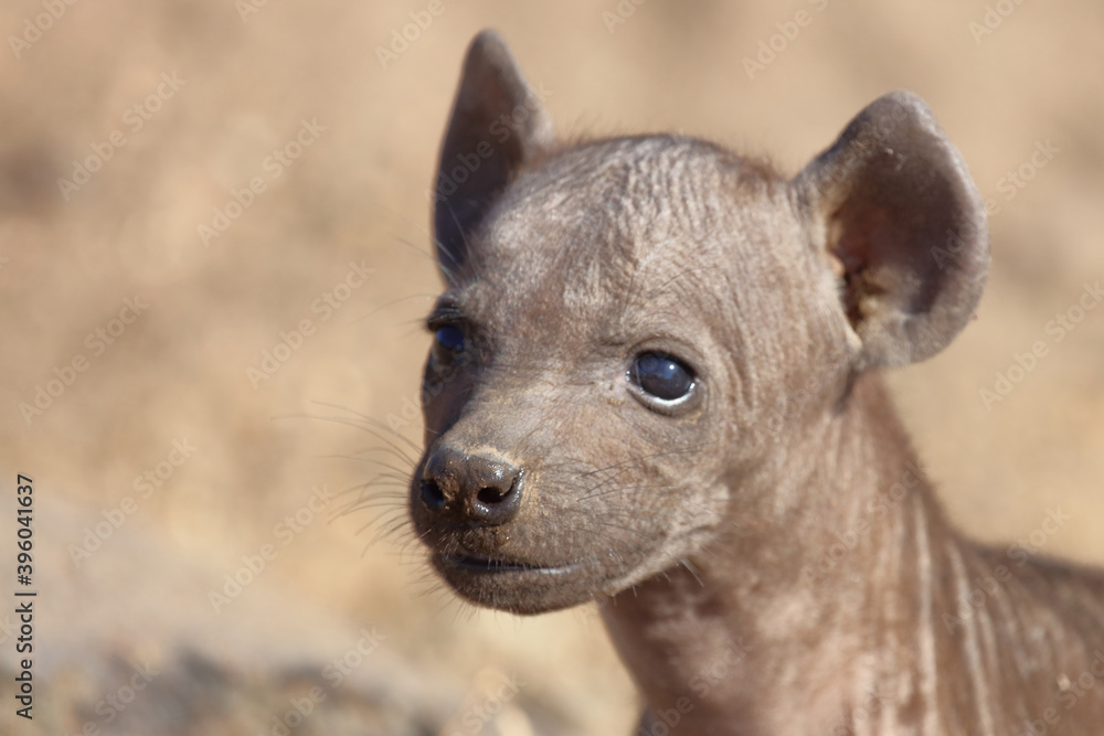 Tüpfelhyäne / Spotted Hyaena / Crocuta crocuta. Tüpfelhyäne / Spotted Hyaena / Crocuta crocuta.