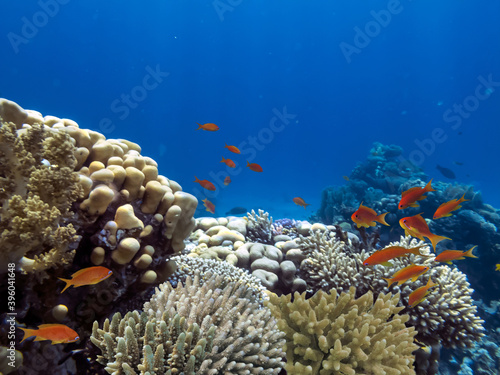 Underwater scene. Coral reef  colorful fish groups and sunny sky shining through clean water in Red Sea