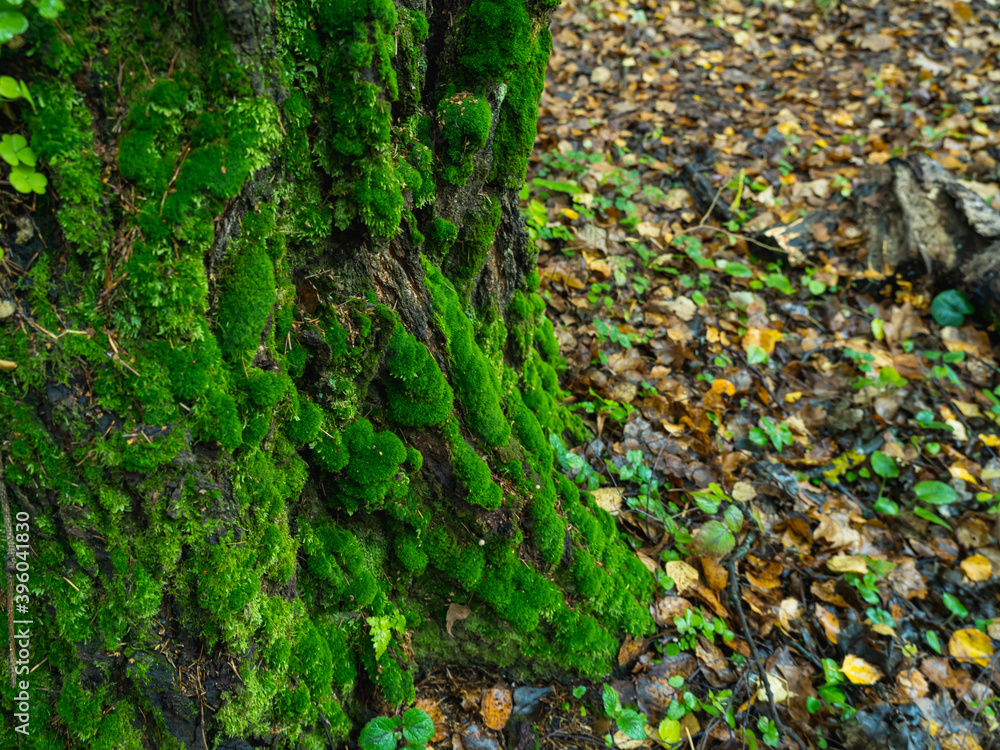 Fototapeta premium Old tree trunk covered with moss as background with copy space for text