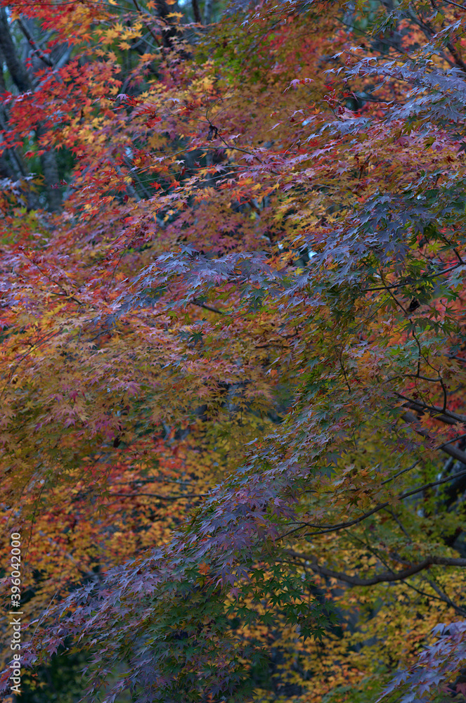 autumn in the forest autumn in the forest