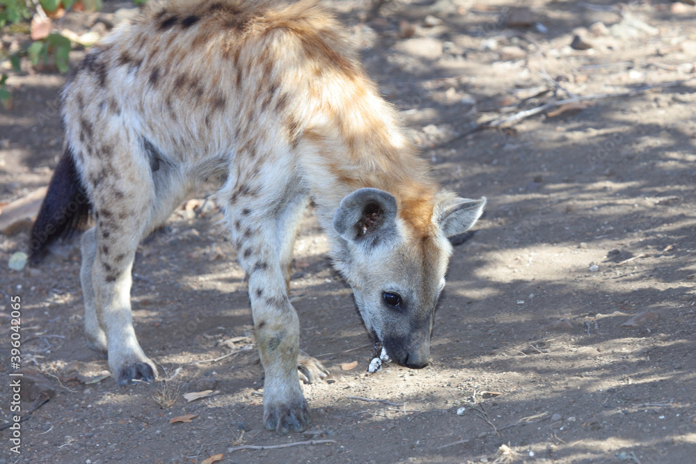 Tüpfelhyäne / Spotted Hyaena / Crocuta crocuta... Tüpfelhyäne / Spotted Hyaena / Crocuta crocuta...