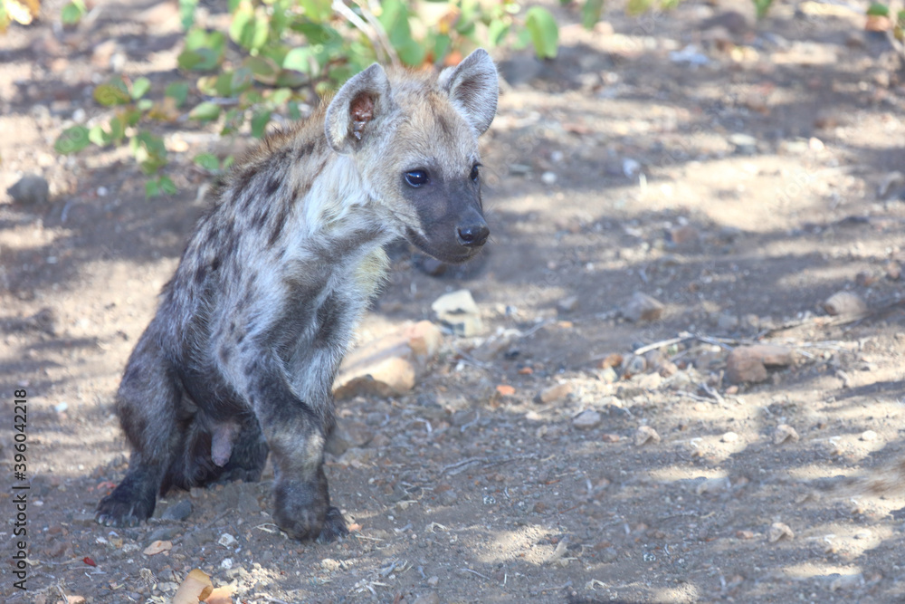 Tüpfelhyäne / Spotted Hyaena / Crocuta crocuta. Tüpfelhyäne / Spotted Hyaena / Crocuta crocuta.