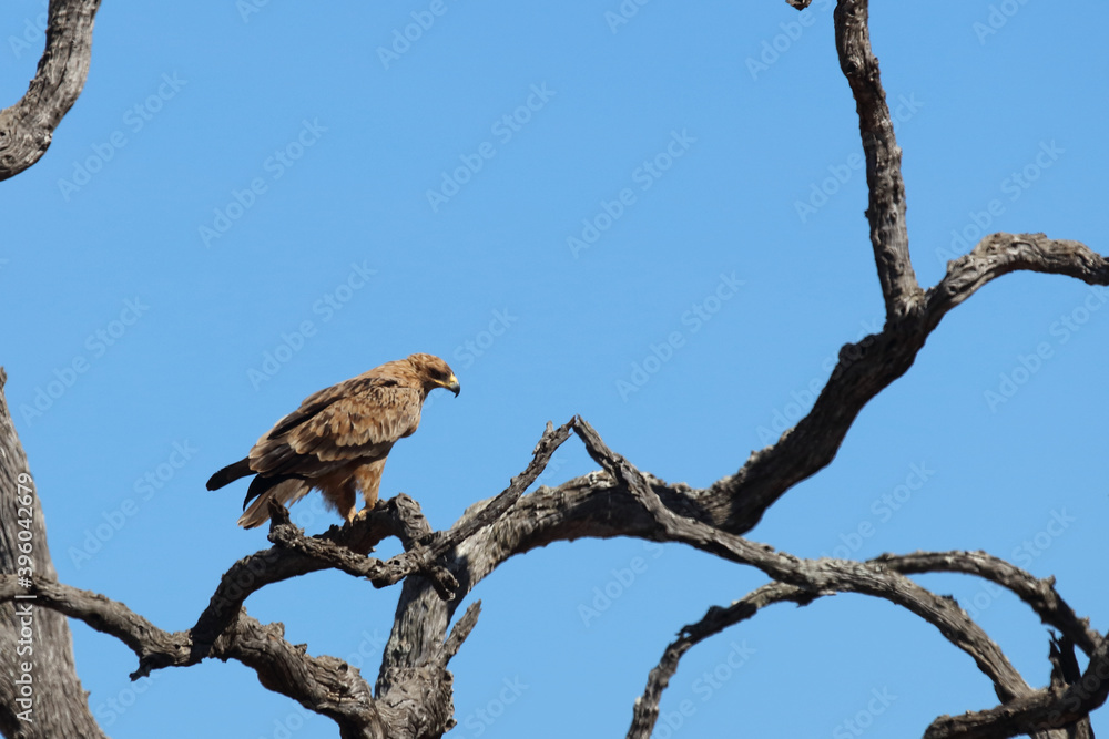 Wahlbergsadler / Wahlberg's Eagle / Aquila wahlbergi Wahlbergsadler / Wahlberg's Eagle / Aquila wahlbergi