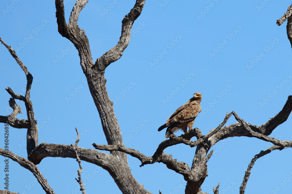 Wahlbergsadler / Wahlberg's Eagle / Aquila wahlbergi Wahlbergsadler / Wahlberg's Eagle / Aquila wahlbergi