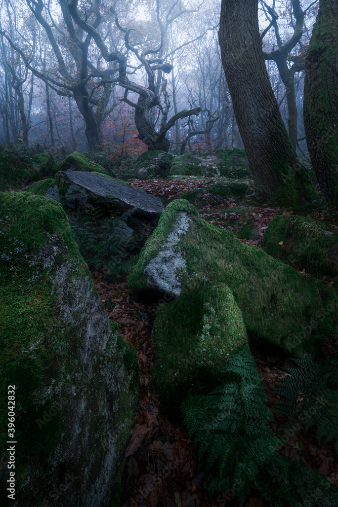 Ancient curving trees in the woods during a crossover of seasons. Autumn to winter. Ancient curving trees in the woods during a crossover of seasons. Autumn to winter.