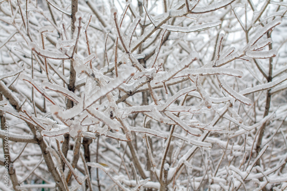 Bare tree branches glazed with ice after the cyclone Bare tree branches glazed with ice after the cyclone