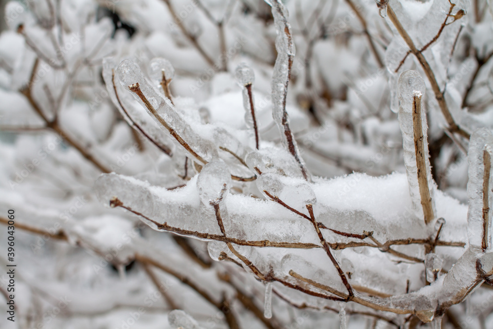 Bare tree branches glazed with ice after the cyclone Bare tree branches glazed with ice after the cyclone