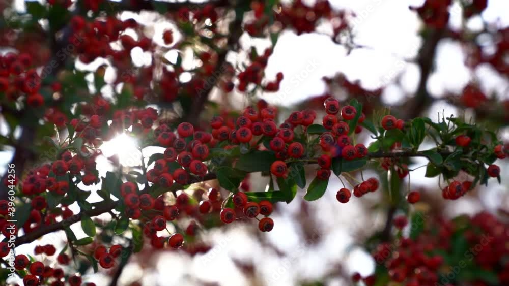 shrub with red berries in forest, closeup view on branch against sun shrub with red berries in forest, closeup view on branch against sun