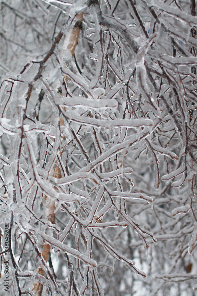 icebound tree branches after the cyclone icebound tree branches after the cyclone
