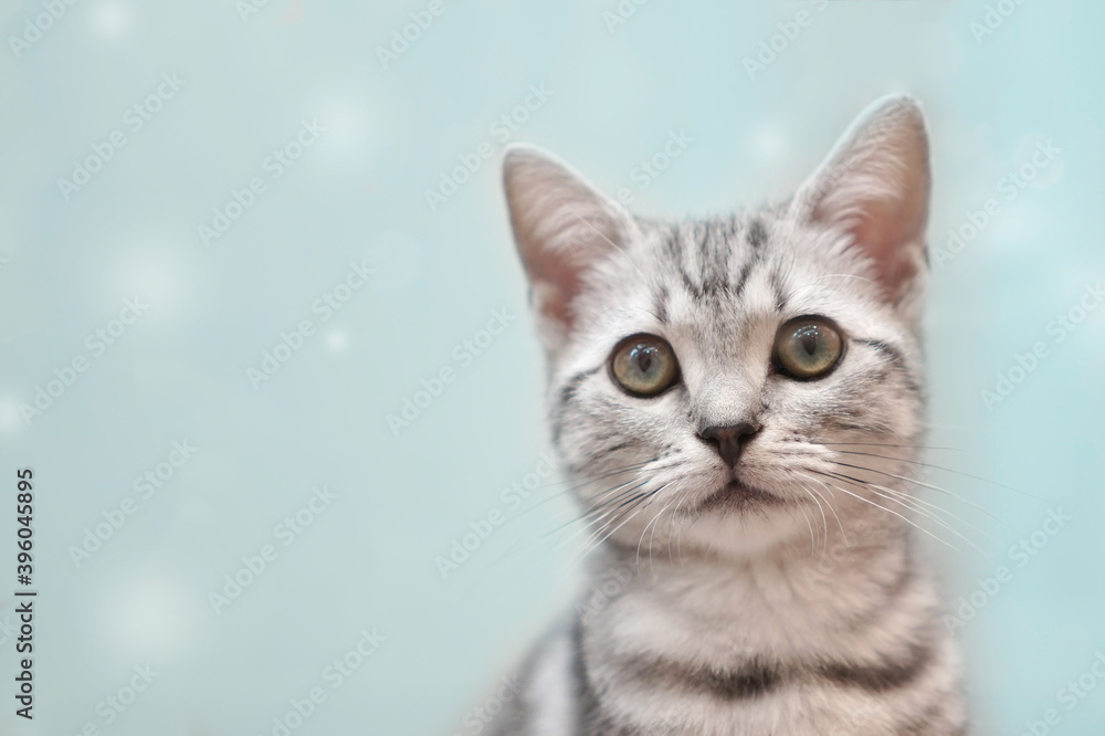 猫 猫
