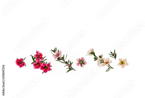 pink and white manuka tree flowers in bloom border isolated on white with copy space above