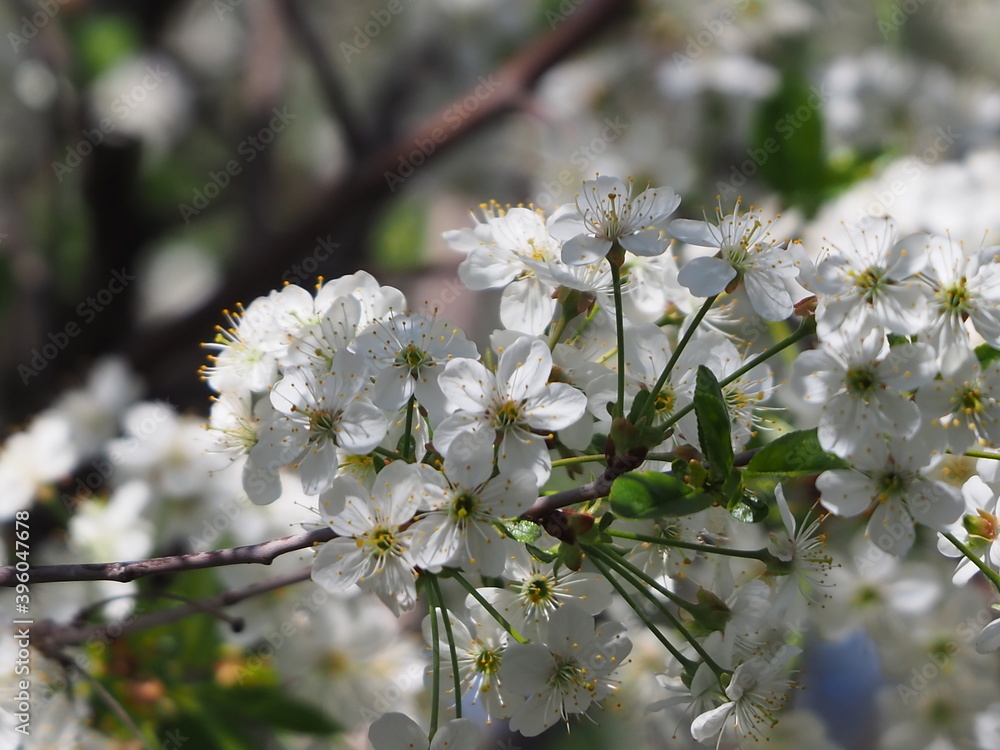 Obraz premium gardens bloom in spring