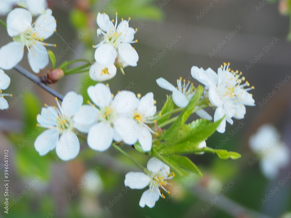  gardens bloom in spring