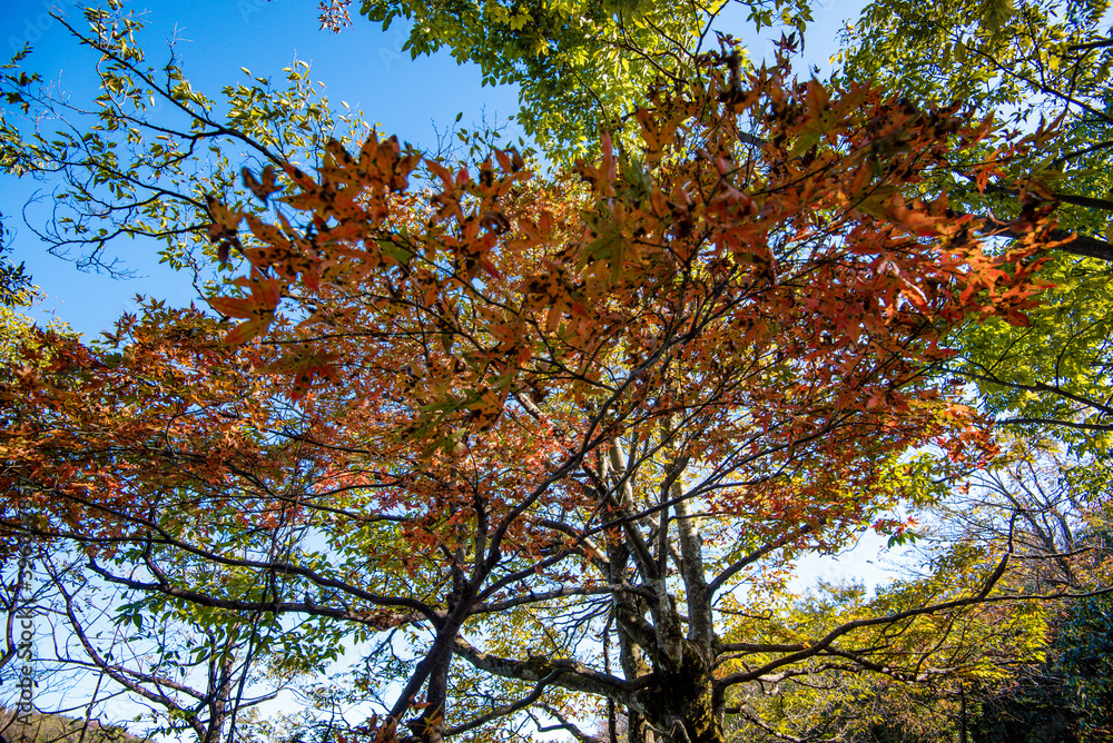Golden leafs on blue sky at autumn forest Golden leafs on blue sky at autumn forest