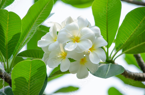 A beautiful fresh frangipani or plumeria flower over nature green leaf background in morning time © Nopparat
