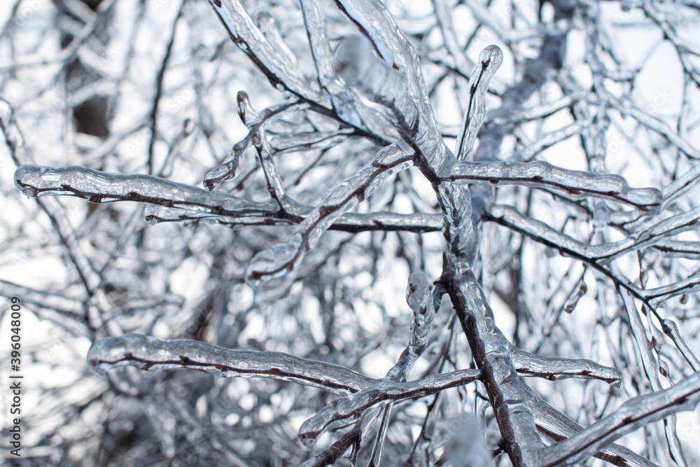 Branches covered with ice and snow background Branches covered with ice and snow background