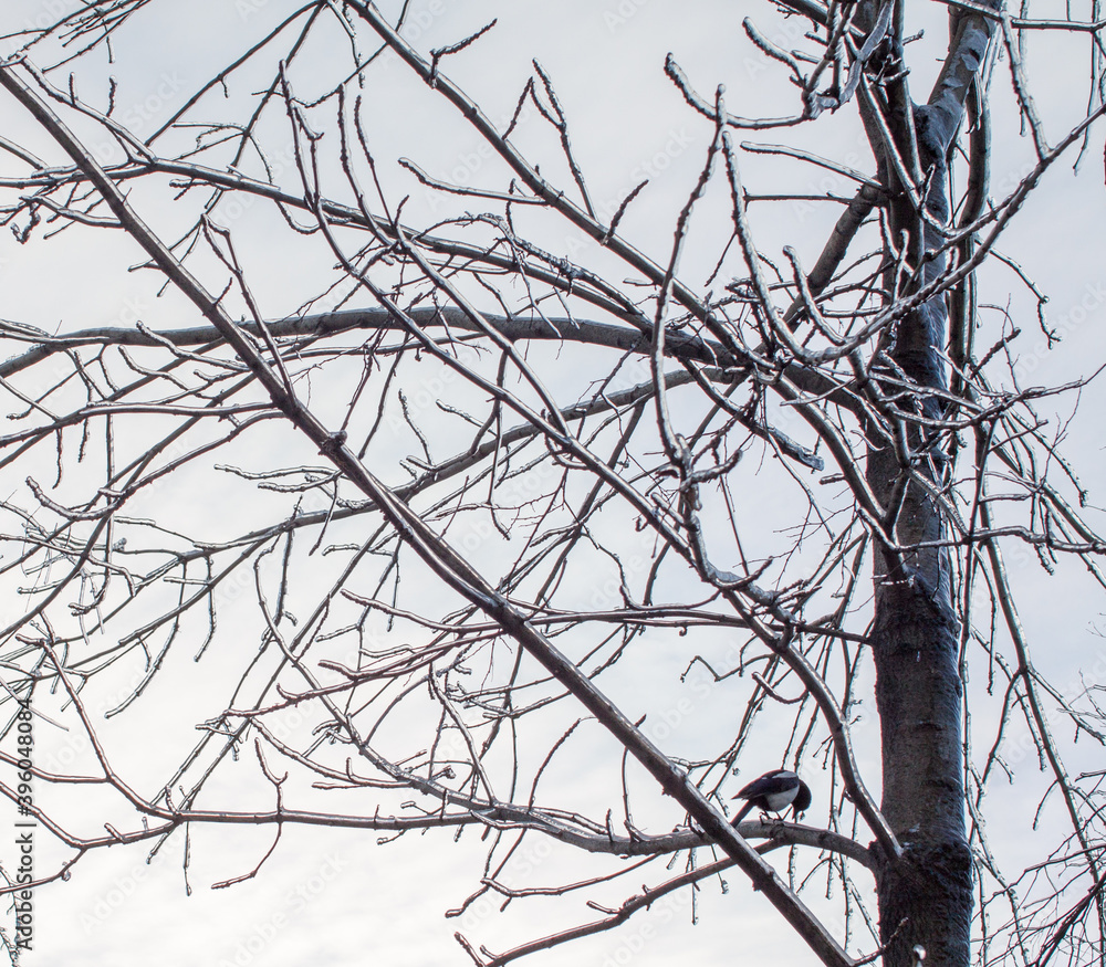 A magpie sitting on an icebound tree branches after the cyclone A magpie sitting on an icebound tree branches after the cyclone