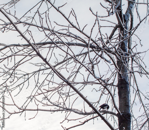 A magpie sitting on an icebound tree branches after the cyclone 