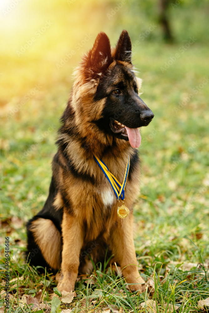 Champion German Shepherd sits on grass with golden medals at sunset Champion German Shepherd sits on grass with golden medals at sunset
