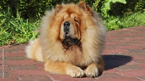 Purebred dog Chow Chow lying outdoors on backyard
