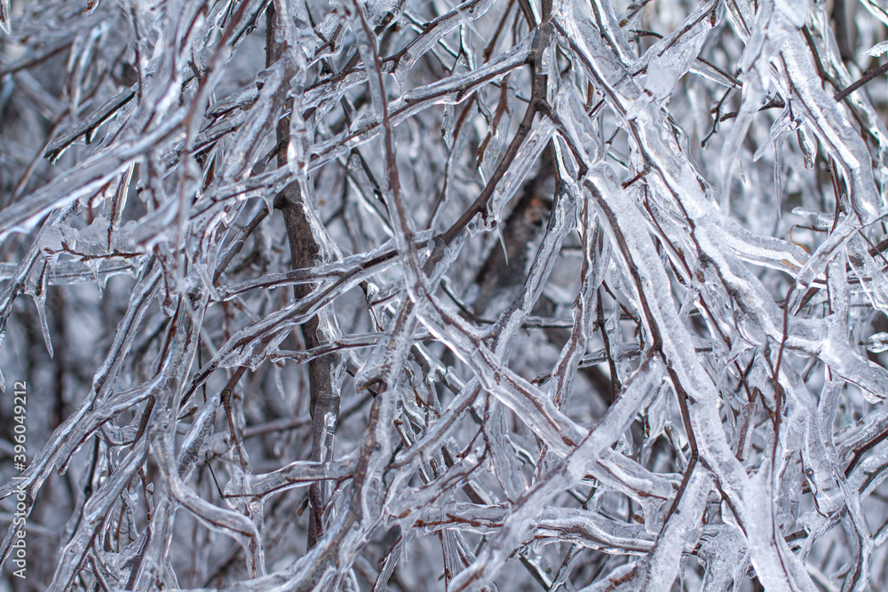 Branches covered with ice and snow background Branches covered with ice and snow background