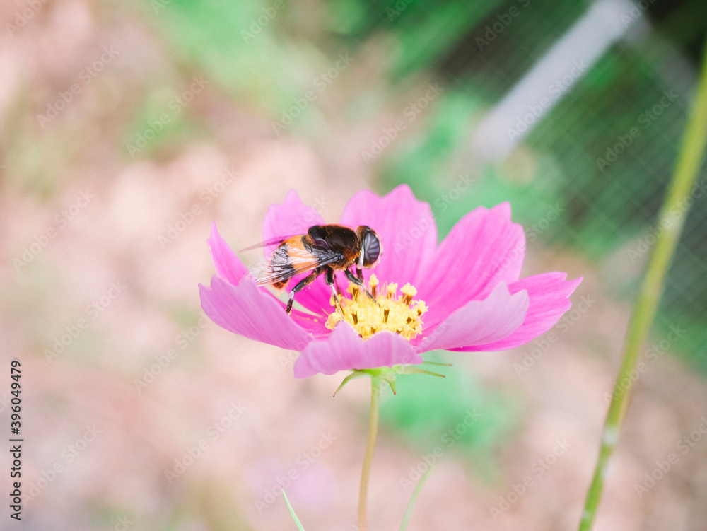 Cosmos was blooming in the backyard of my workplace.
Cosmos was blooming in the backyard of my workplace.