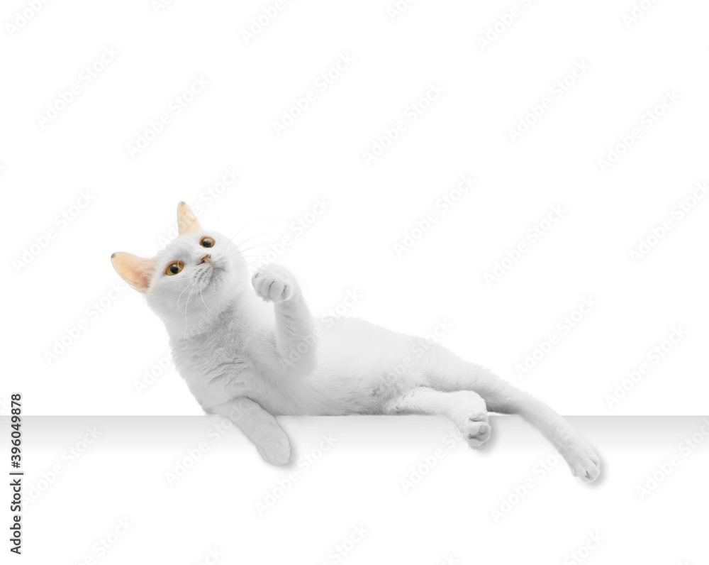 Obraz premium 可愛く寝転がる白猫のポートレート 白背景