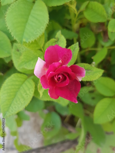 pink rose