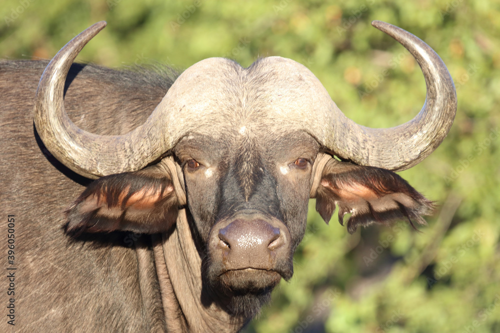 Fototapeta premium Kaffernbüffel / Buffalo / Syncerus caffer